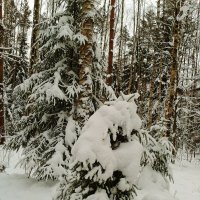 зверьки на дереве :: Владимир 