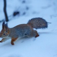 Скачки по сугробам :: Александр Чеботарь