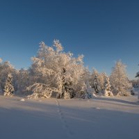 Солнечная полянка !!! :: Олег Кулябин