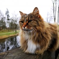 Эстонский кот :: Инга Энгель