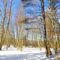 Зима в лесу :: Андрей Снегерёв