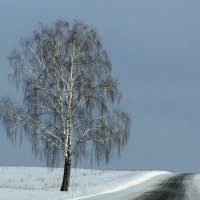 Зимнее одиночество... :: Зинаида Каширина