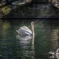 Белый лебедь на том пруду... :: Александр Пушкарёв