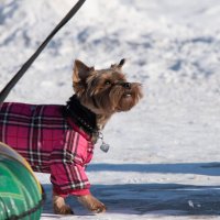 Модница :: Владимир Безбородов