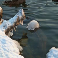 Ледяные украшения от декабря... :: Лидия Бараблина