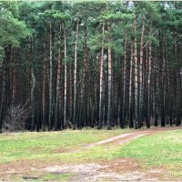 Сосновый лес. :: Валерия Комова
