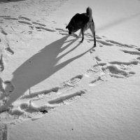 Следы и тени на снегу :: Василий Ипатов