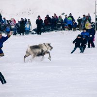 День оленевода :: Равиль Исмаилов