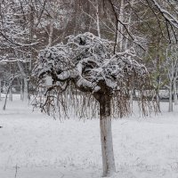 Декоративное дерево :: Игорь Сикорский
