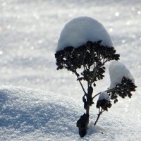 На солнце снег искрится, играет серебром, от солнечного света сверкает всё кругом! :: Татьяна Смоляниченко