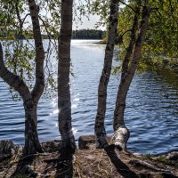 Солнечные берёзы. :: Ник Васильев