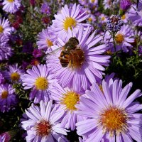У пчеловидки осенняя цветочная страда... :: Лидия Бараблина