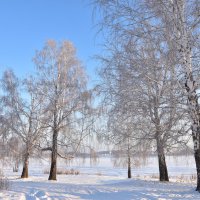 Березы :: Владимир Звягин