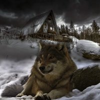 одинокий волк :: Анара 