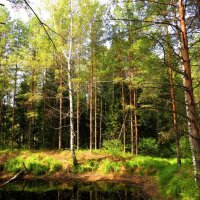 Осенний лесной пруд :: Андрей Снегерёв