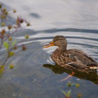 Уточка:) :: Роман Шаров