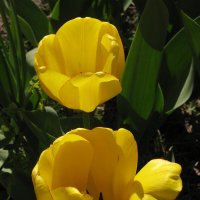 Солнечные тюльпаны. :: ТАТЬЯНА (tatik)