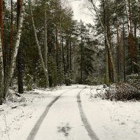 В зимнем лесу под Смоленском :: Милешкин Владимир Алексеевич 