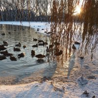 Зимний закат на пруду с утками... :: Лидия Бараблина