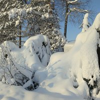 Под снежным покрывалом. :: Валентина Жукова