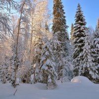 Утро в пихтовом лесу. :: Владимир Мигонькин