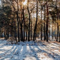 Зимним утром в лесу :: Юрий Стародубцев