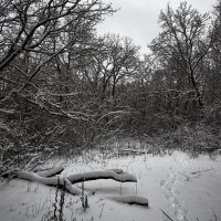 В зимнем лесу :: Mikhail 