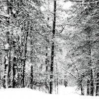 Зимой в лесу :: Raduzka (Надежда Веркина)