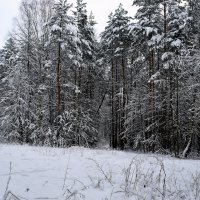 Поляна зимой. :: ВикТор Быстров