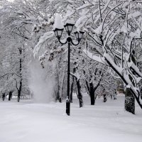 И лавиной сходит снег с вершин заснеженных деревьев... :: Лидия Бараблина