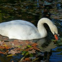 Белый лебедь на пруду с ковром осенних листьев... :: Лидия Бараблина