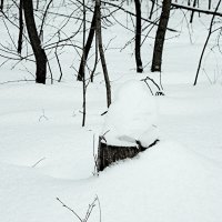 Тепло под снежком :: Raduzka (Надежда Веркина)