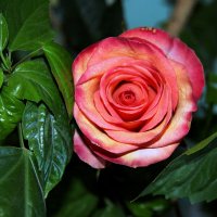 Моя домашняя роза. :: Штрек Надежда 
