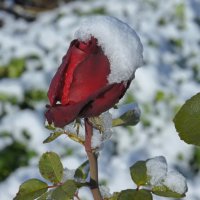 Роза в снегу. :: сергей 