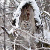 Сова. :: Алексей .