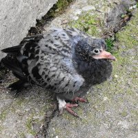 Неожиданная встреча - птенец голубя в феврале :: Маргарита Батырева