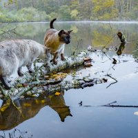 Коты на озере :: Lyudmyla Pokryshen