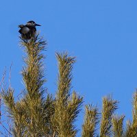 Ах, эта нескладная кедровка! :: Галина Кан