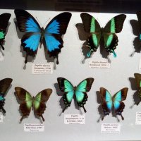 Выставка бабочек :: Татьяна Пальчикова