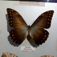 Бабочки :: Татьяна Пальчикова