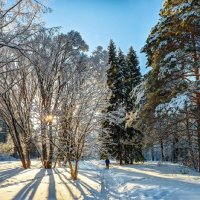 Зимняя прогулка в дендропарке Ботанического сада. :: Vadim Piottukh 
