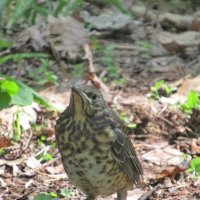 Turdus philomelos , птенец :: Александр Чеботарь