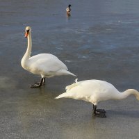 Лебеди на Витьбе. :: Роланд Дубровский