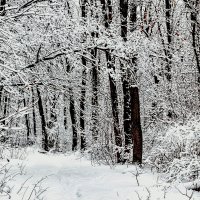 Зимнее утро в лесу :: Юрий Стародубцев