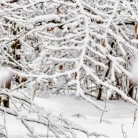 Лесенка в снегу.. :: Юрий Стародубцев