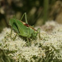 Певчий кузнечик (Tettigonia cantans (Fuessly, 1775)) :: Павел Морозов