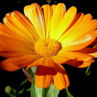 Календула - Золотой цветок осени! :: Лидия Бараблина