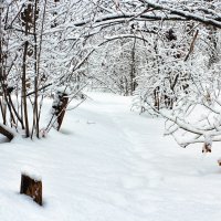 По занесенной тропе.. :: Юрий Стародубцев