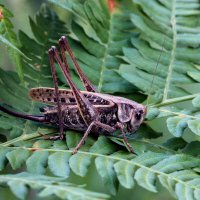 Кузнечик серый (Decticus verrucivorus (Linnaeus, 1758)) - самка :: Павел Морозов