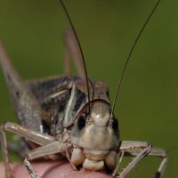 Кузнечик серый (Decticus verrucivorus (Linnaeus, 1758)) - самка :: Павел Морозов